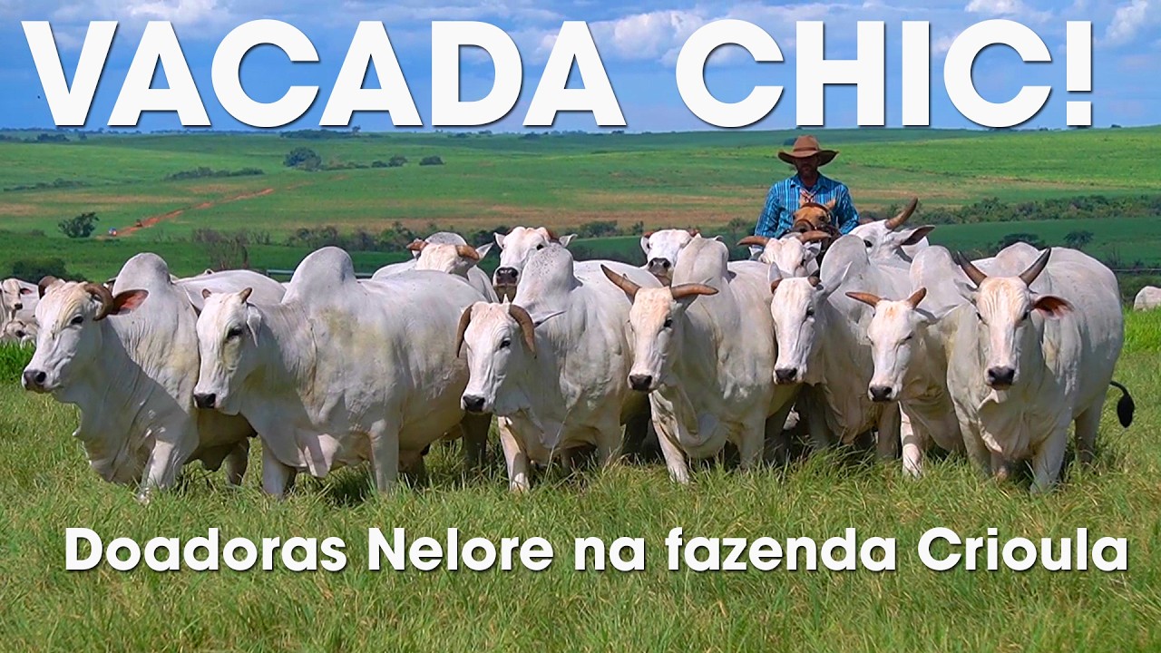 VACADA CHIC! VACAS DOADORAS NELORE NA FAZENDA CRIOULA