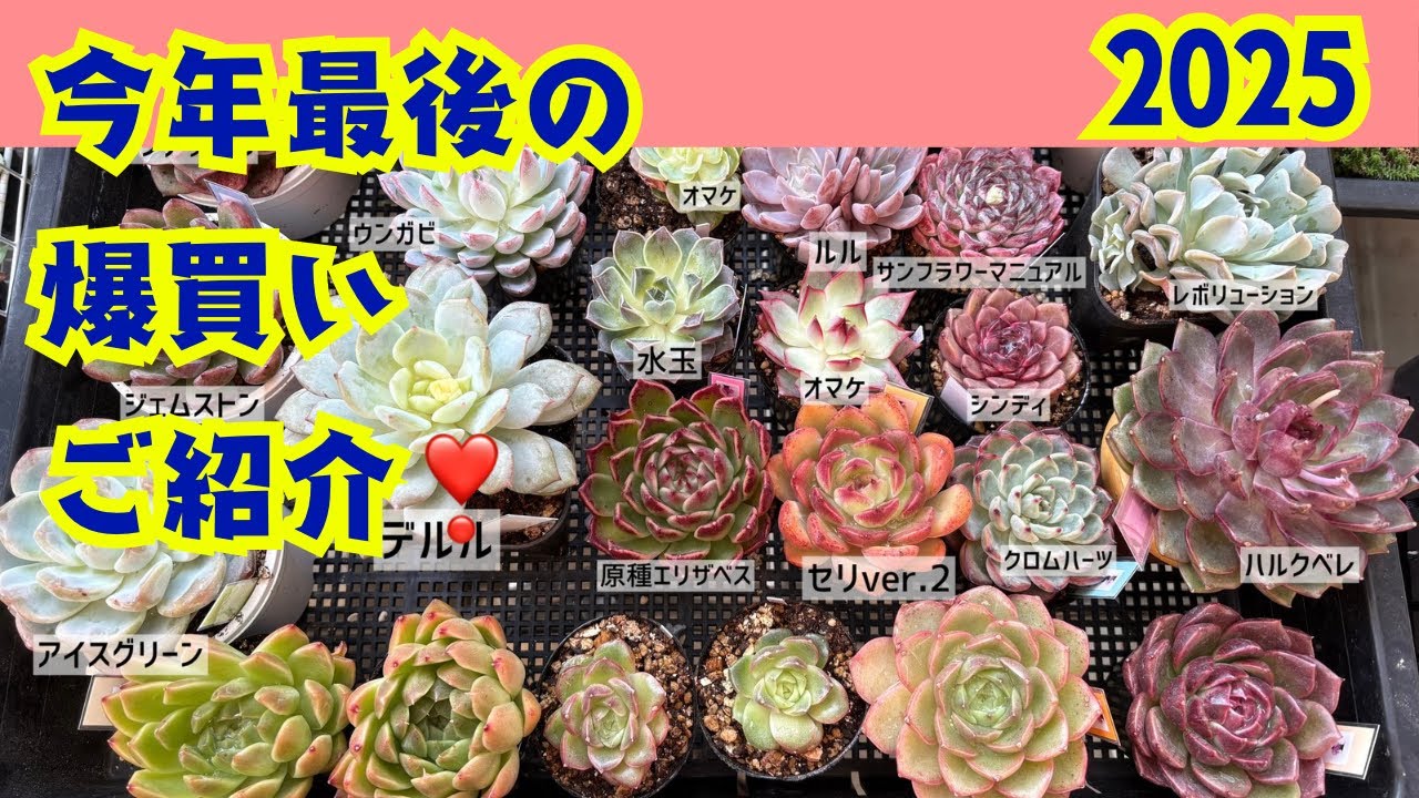 【多肉植物】アレもこれも300円台？爆買い紹介❣️