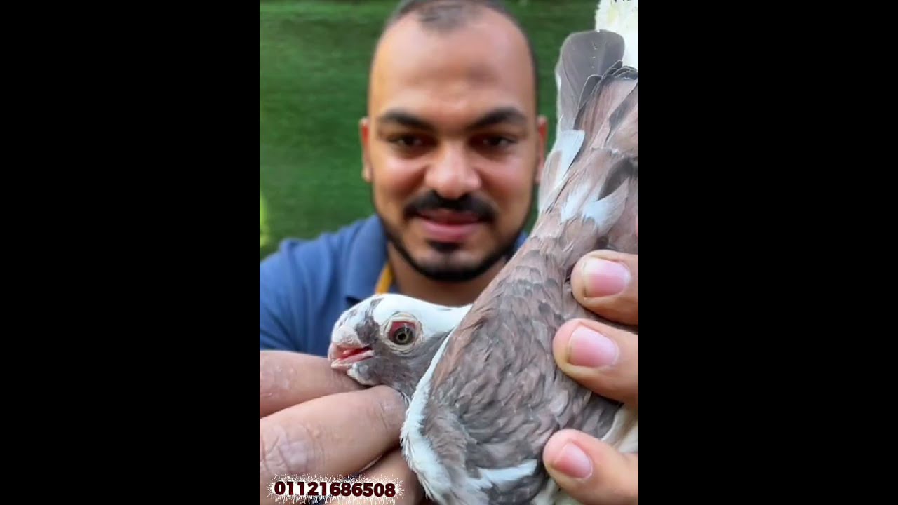 مجموعة غزارات بلق وصوافة 