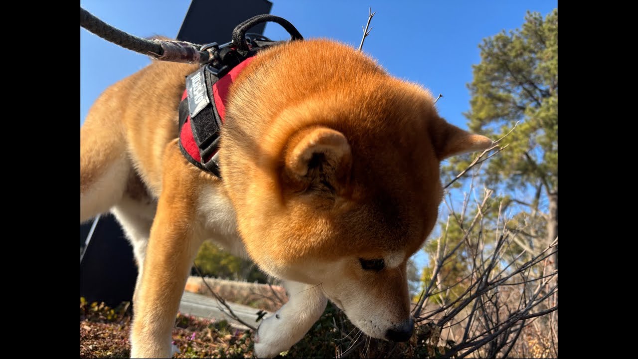 20kgでか柴犬よもぎ　てんてん達と朝のさんぽ🐕🐕