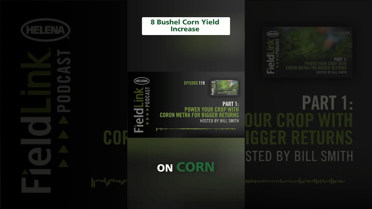 Corn Yield Surge: 8 Bushels More Per Acre With This!