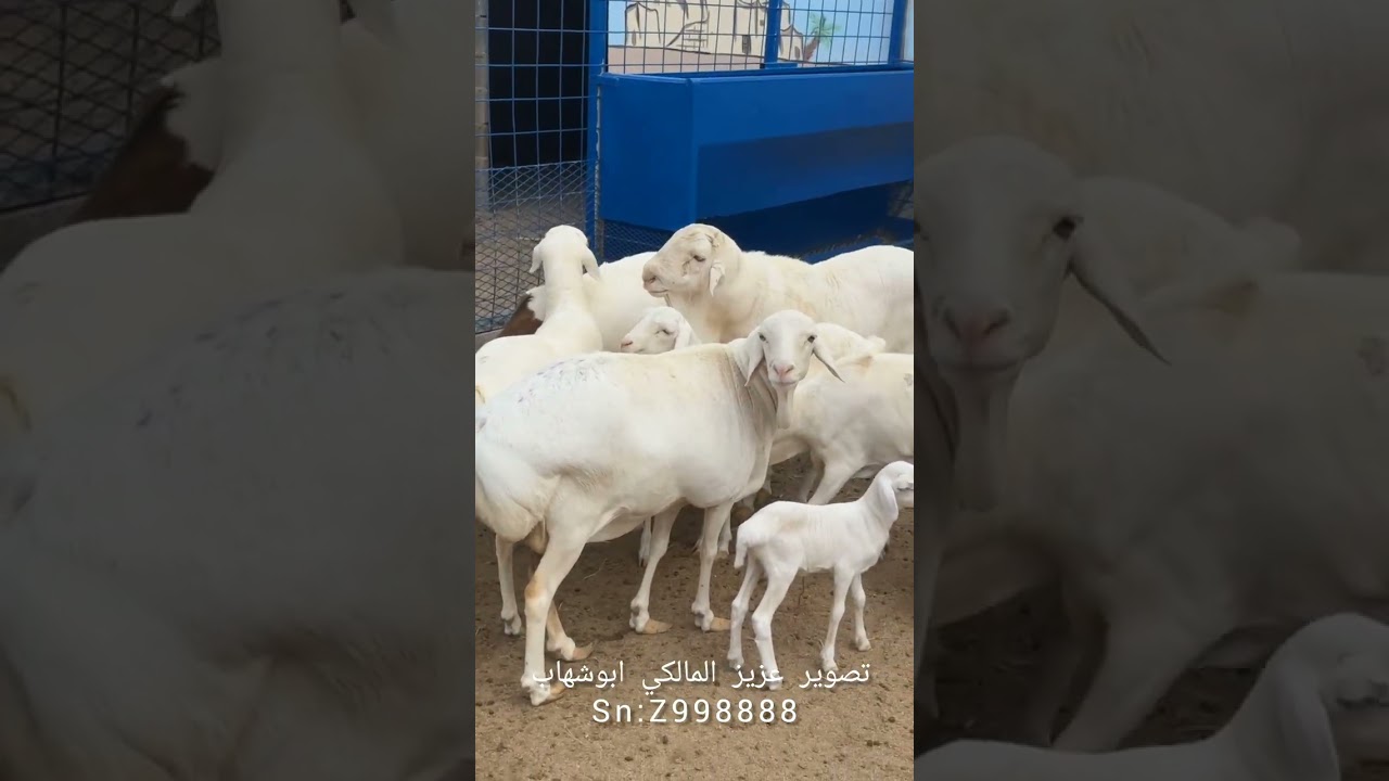 منتجع ومزرعة بوابة الحجاز بوادي نعمان التي تحتوي على الطيور والحيوانات النادرة والخيول