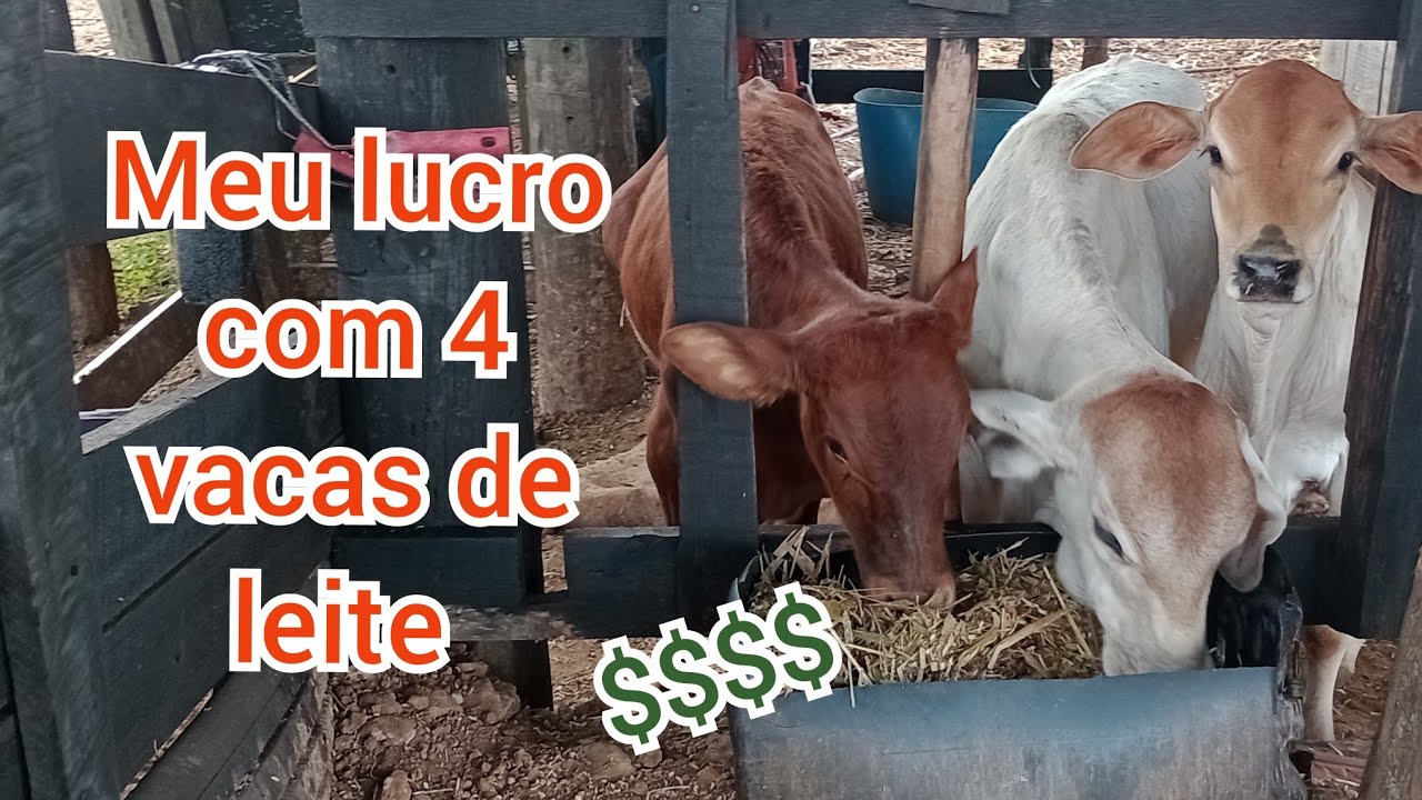 Quanto eu ganho por m&ecirc;s com 4 vacas de leite comum...? $$$$