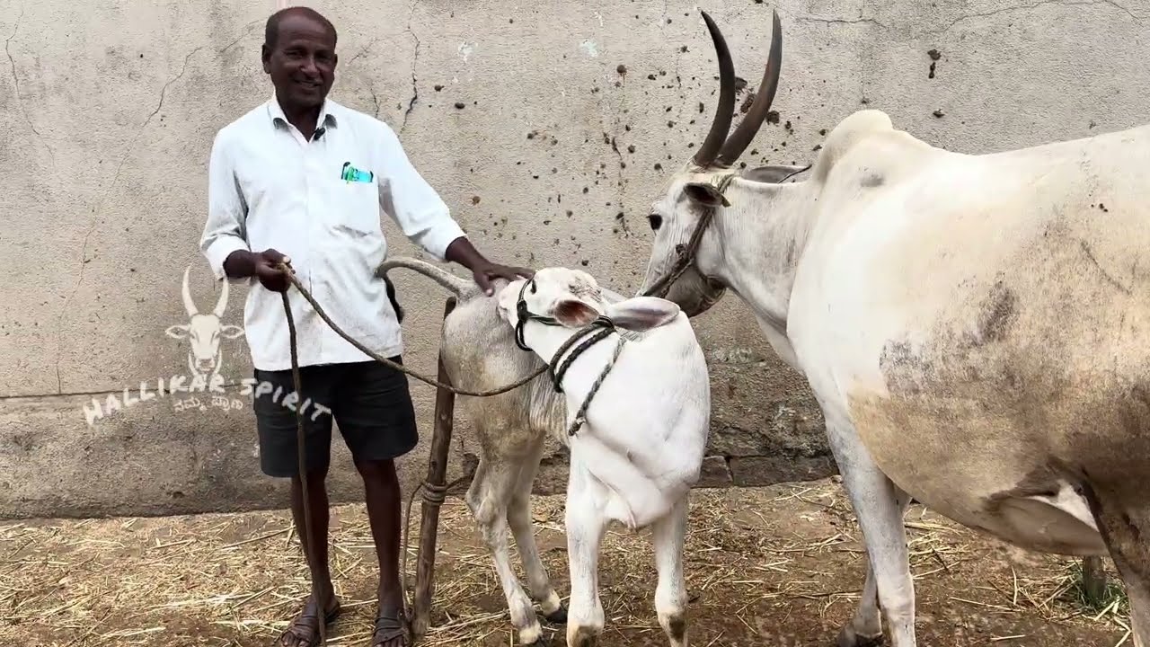Hallikar cow and  male calf(jinke our heifer younger brother) and cow 