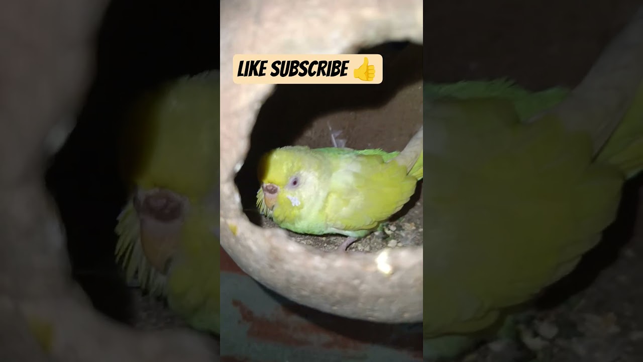 Budjigs ne breeding start kar di h #shortvideo #budgie_videos #budgiebreeding #viralvideo #video