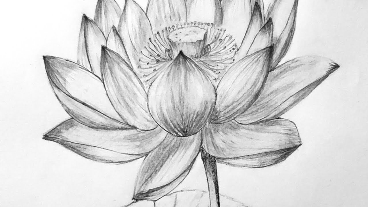 How to draw a lotus flower / رسم ورد النيل بخطوات بسيطه #كيف ترسم زهرة اللوتس