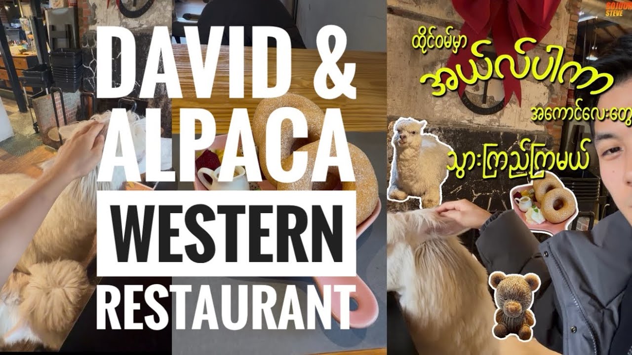 ထိုင်ဝမ်မှာ Alpaca အ​ကောင်​လေး​တွေ သွားကြည့်ကြမယ် ၊ 📍David and alpaca restaurant in Taipei