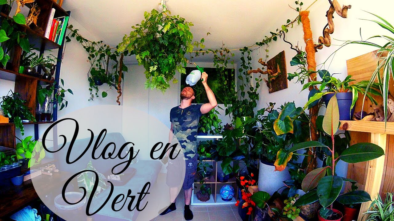 PLANTES D’INTÉRIEUR, Entretien et Nettoyage, VLOG 01