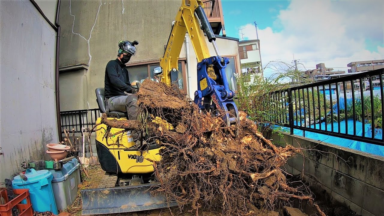桜の伐採・抜根！　川西市