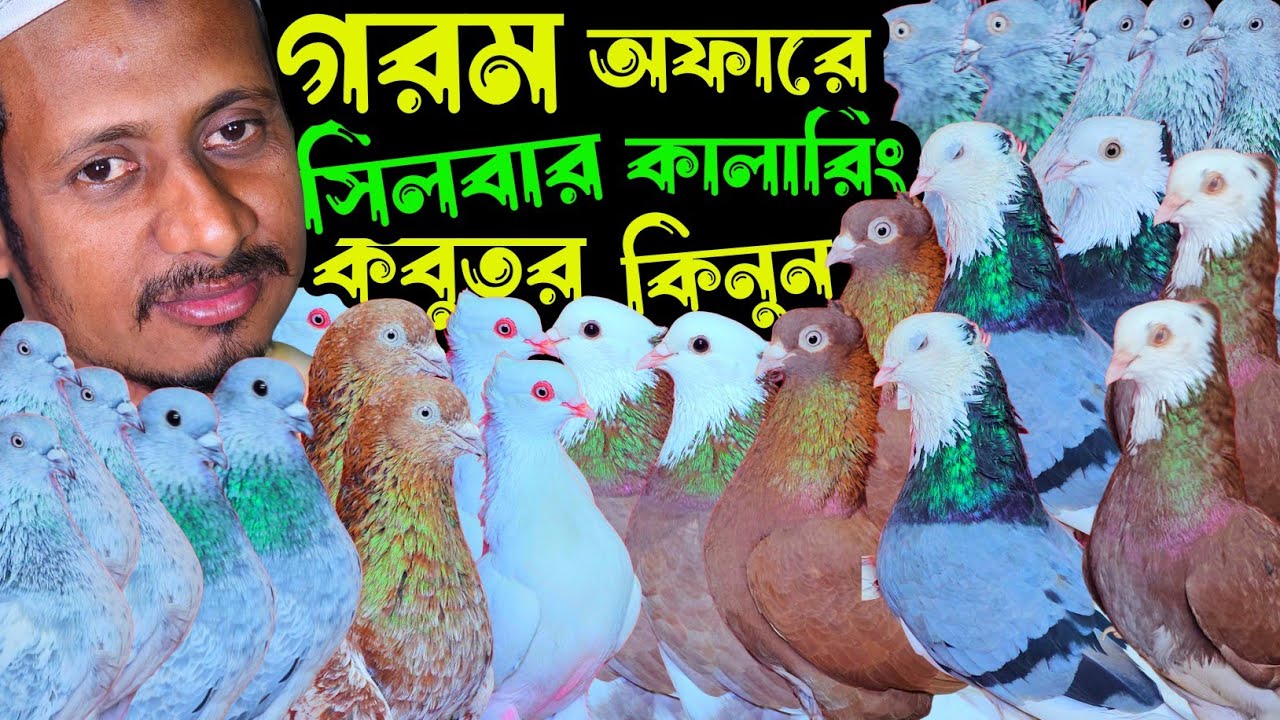 গরম অফারে গররা,চিলা,কালদম,টেডি,মিলিটারি,সিলবার কবুতর কিনুন | বাকবাকুম পায়রা | Pigeon video |