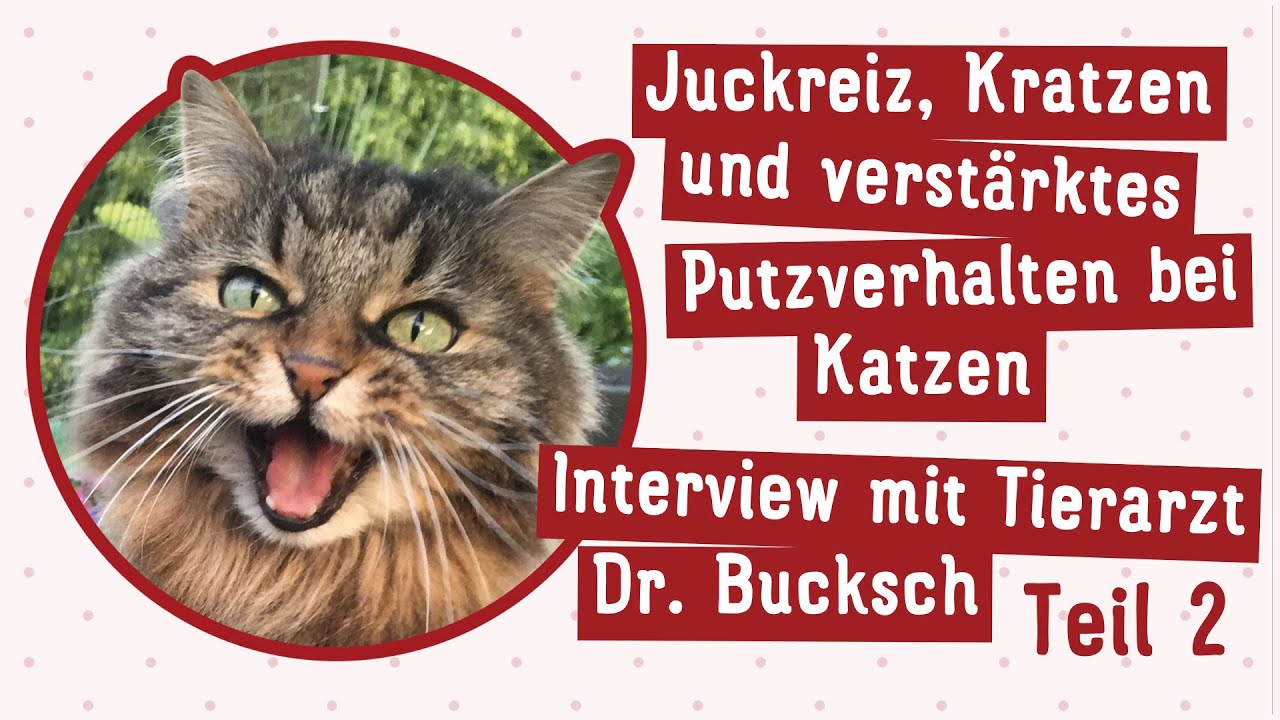 #075 Putzt sie noch oder kratzt sie schon? Juckreiz und Kratzverhalten bei Katzen 2/2