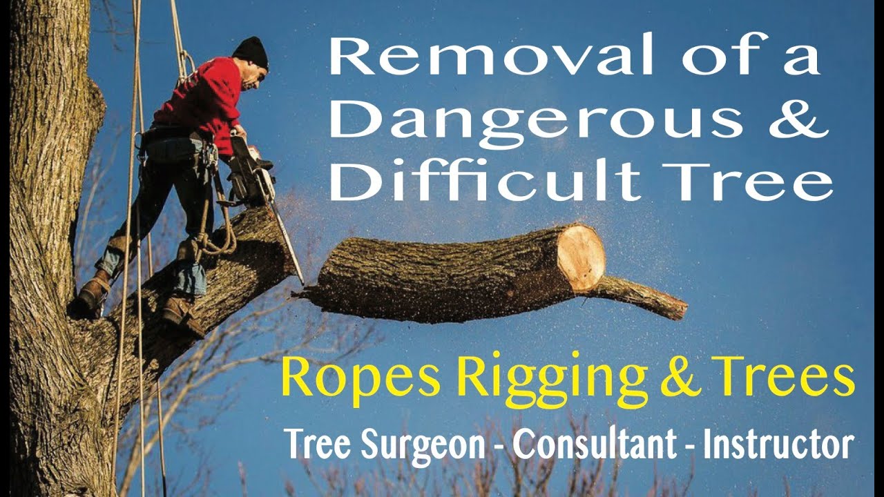 Removal of a Dangerous & Difficult Tree (filmed by drone)
