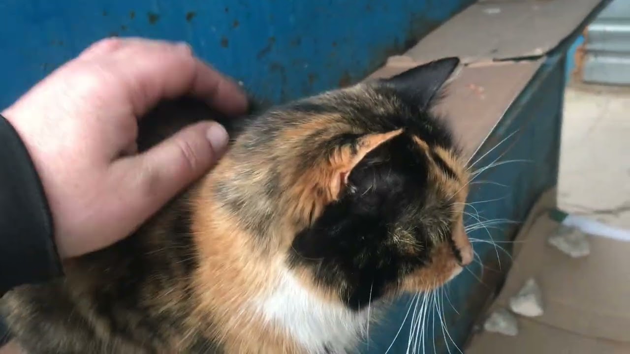Very Beautiful and Beloved Cat Larisa