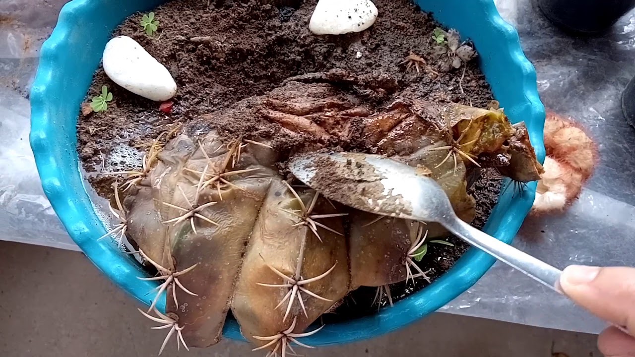 Podridão no Cacto coroa de frade🌵🌵