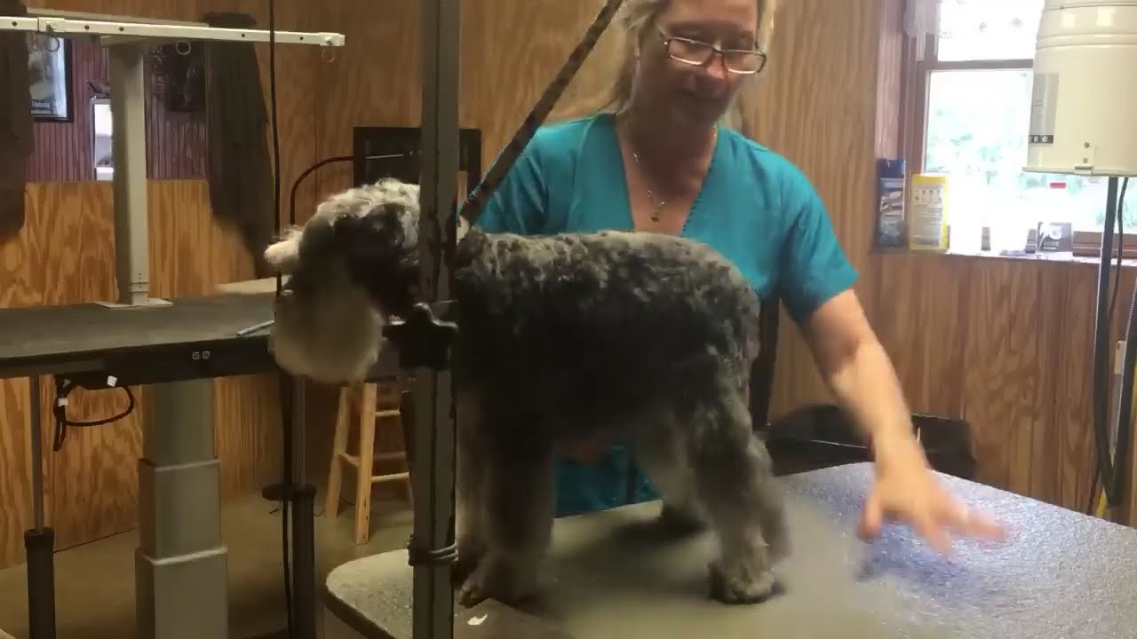 LIVE DOG GROOMING Miniature Schnauzer-BREED STANDARD TRIM