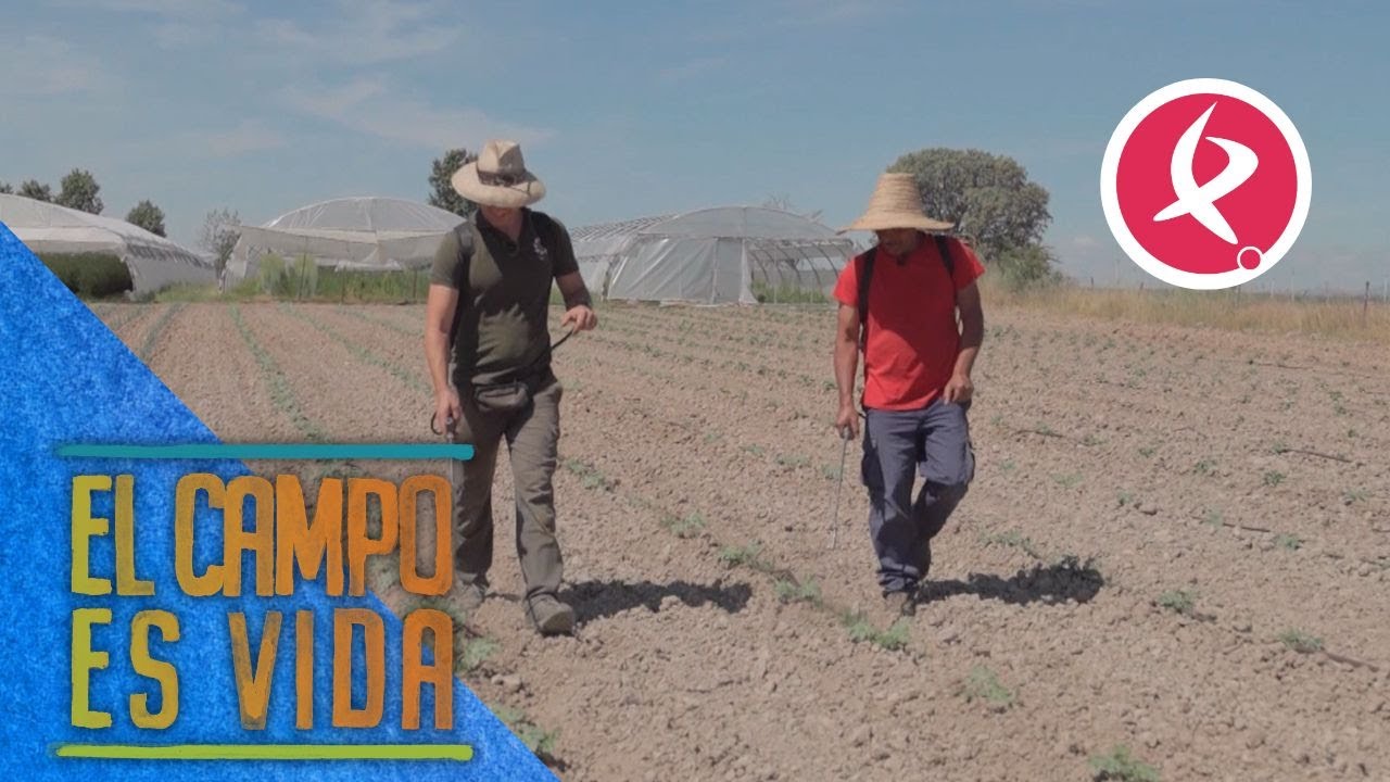 El truco para que el melón sea dulce es cosecharlo en tierra arcillosa | El campo es vida
