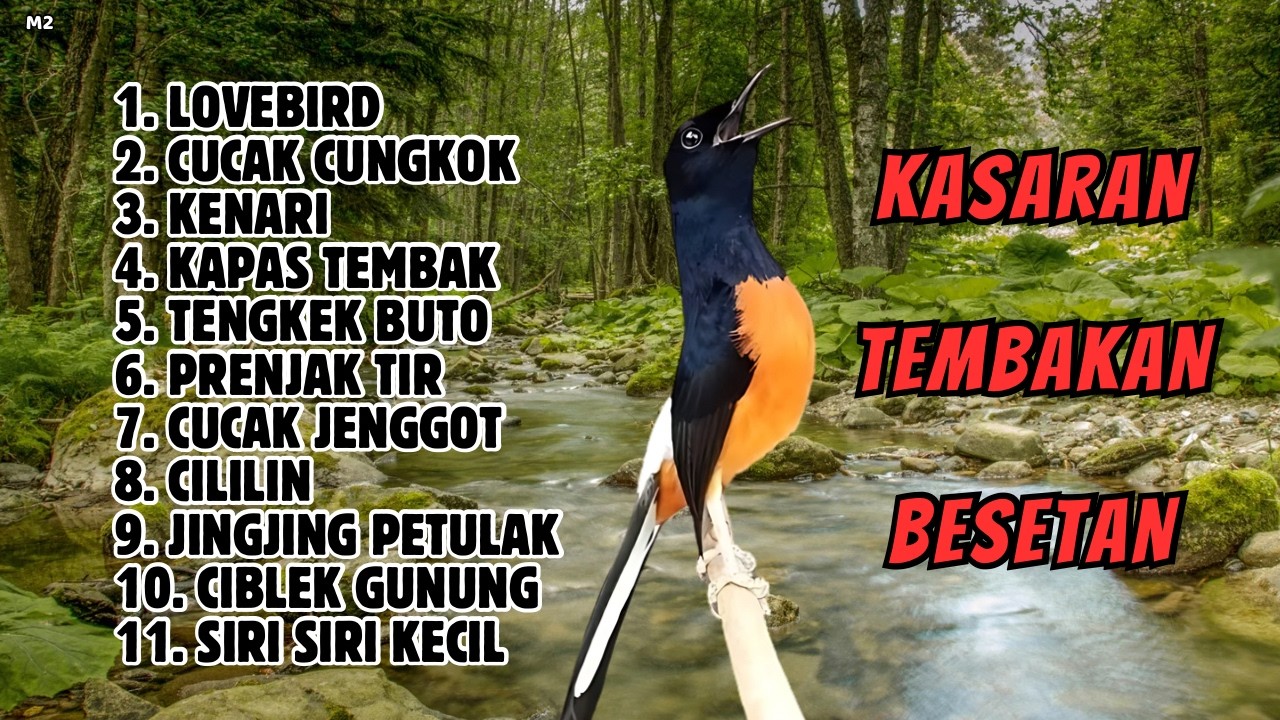 🔴 MASTERAN TERBAIK SEPANJANG MASA MURAI BATU GACOR