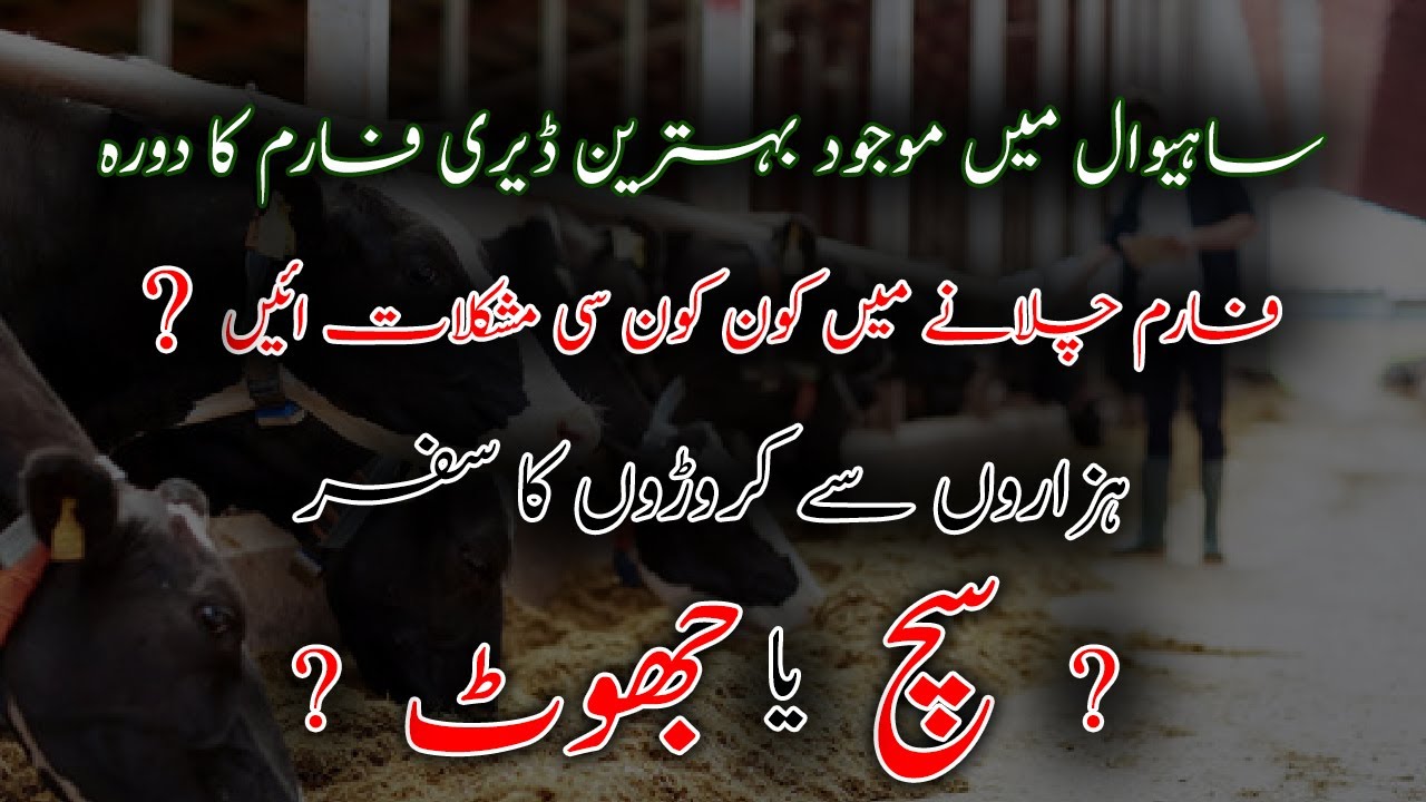 Dairy Farm Tour | Cow Farming in Pakistan