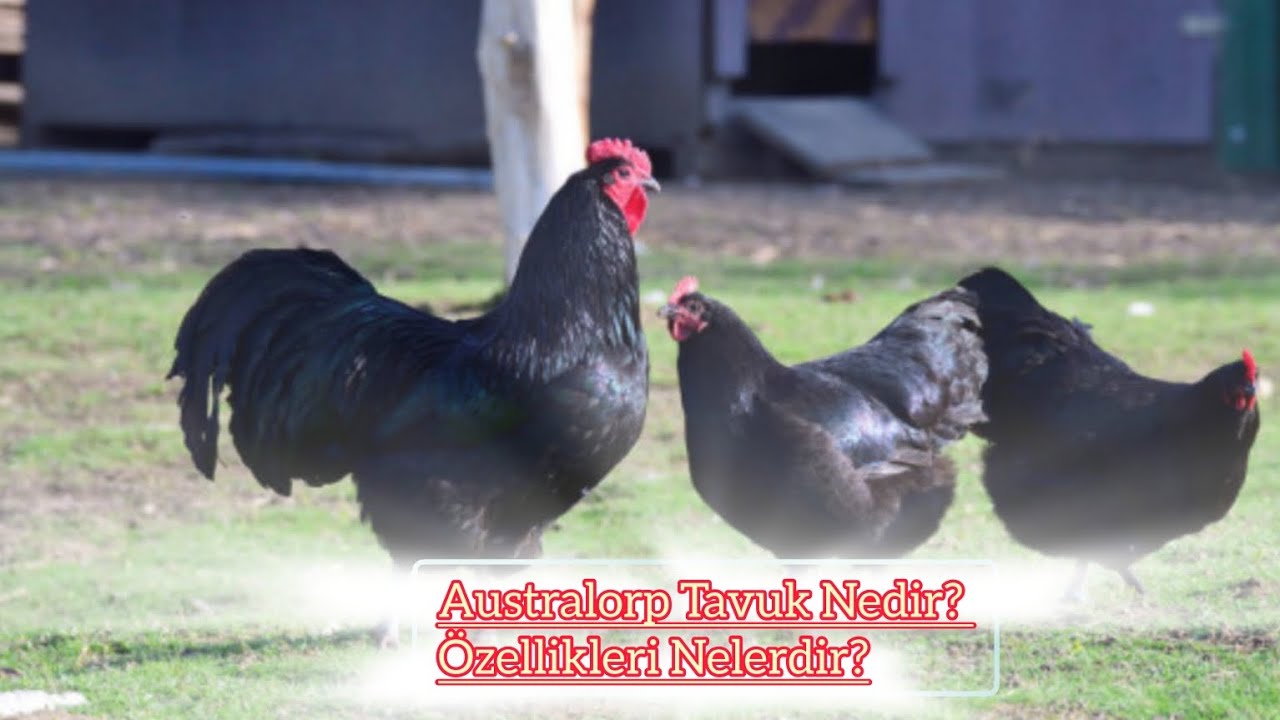 Australorp Tavuk Nedir? &Ouml;zellikleri Nelerdir?@Gezercim #gezercim