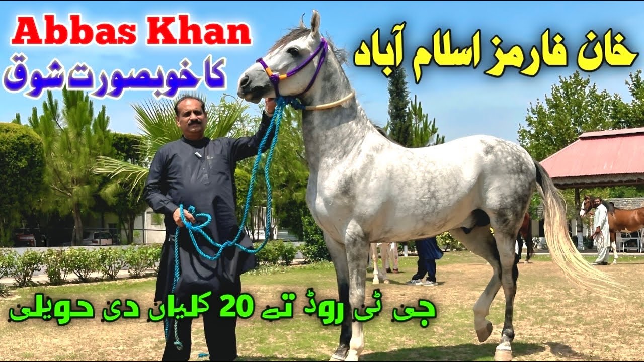 Beautiful Stud Farm in Islamabad | Khan Horse Farm | Equestrian Lifestyle in Pakistan