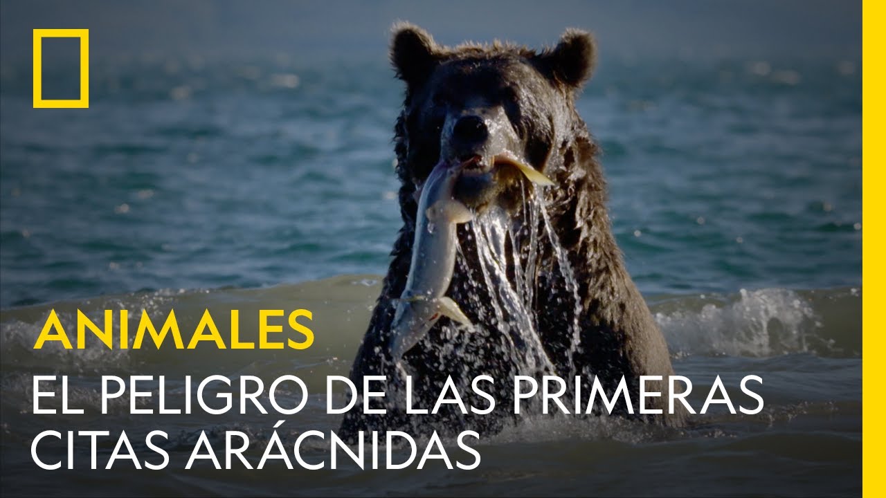 Estos osos se relamen ante el buffet libre de salmón | NATIONAL GEOGRAPHIC ESPAÑA