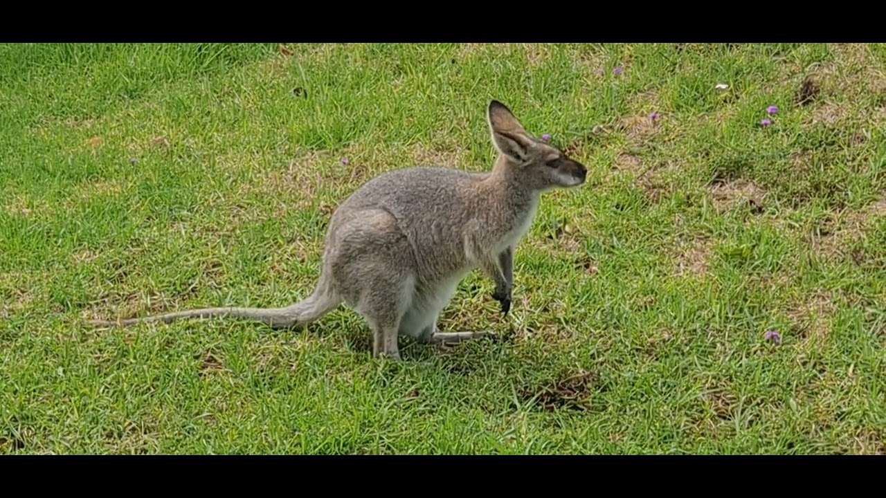 Kangaroo @ Bunya Mountain 