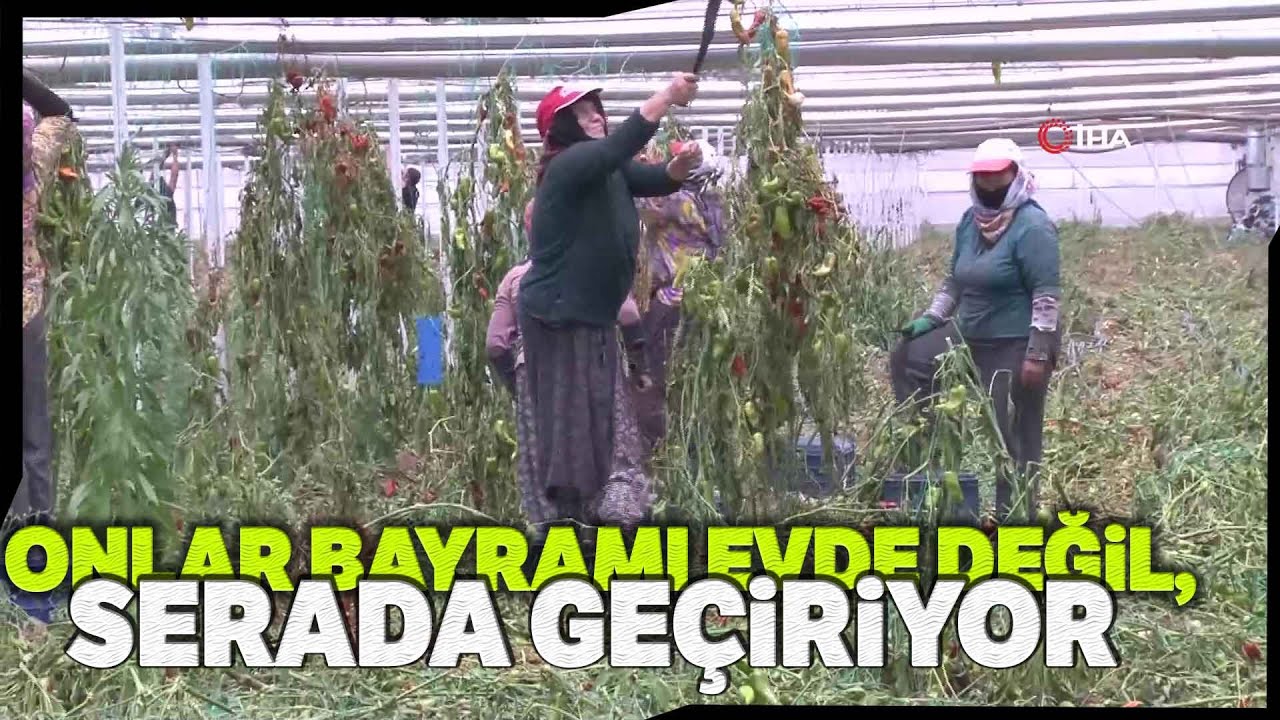 Antalya’daki Çiftçiler, Bayramlarını Evlerinde Değil Seralarda Geçiriyor