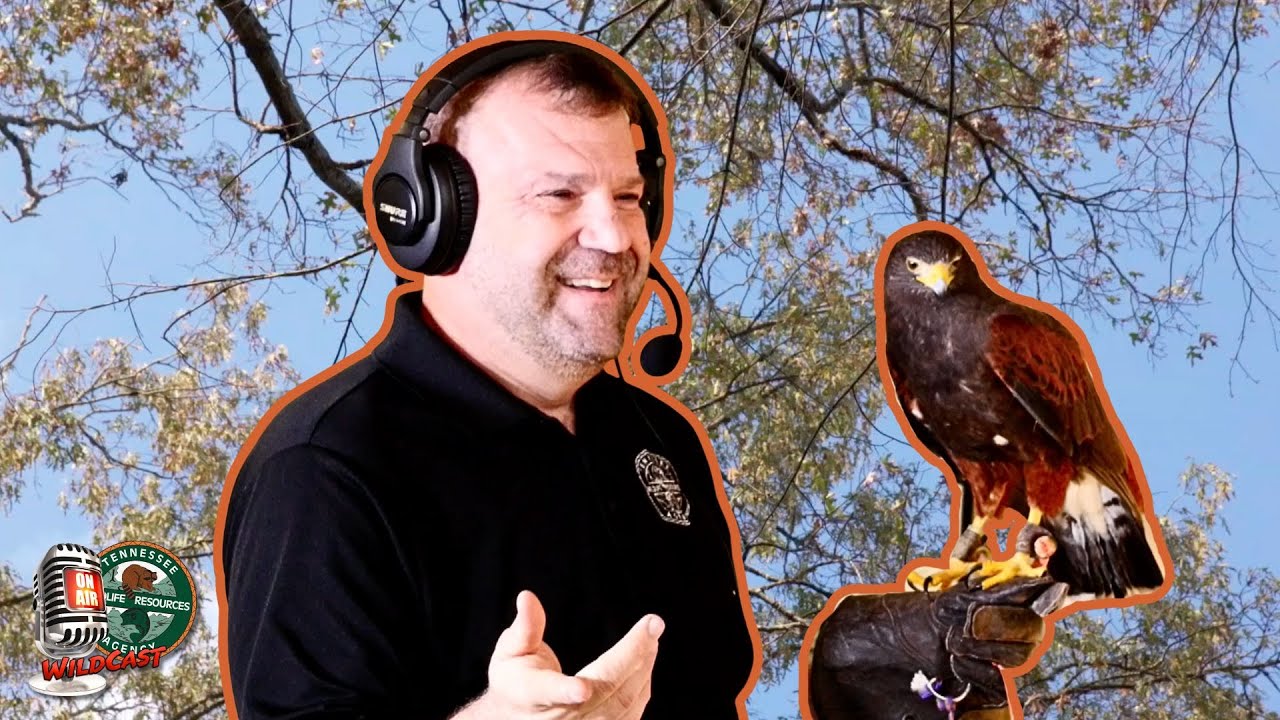 The Ultimate Bird Hunting Sport: Discover the Thrilling World of Falconry