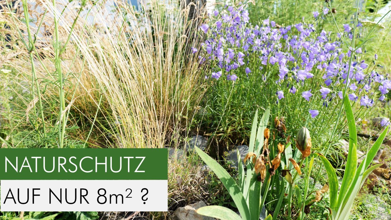 Nur 8 m² - Du glaubst nicht, wie viele Insekten sich hier angesiedelt haben!