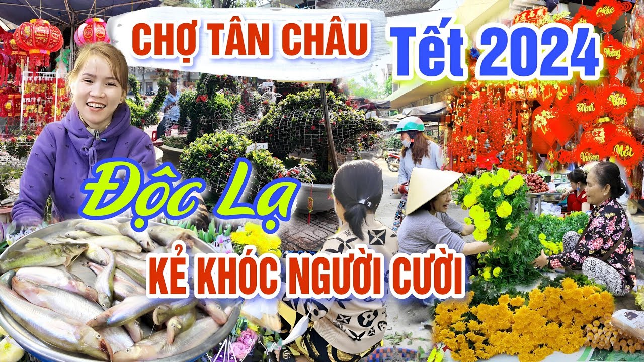 TH&Ecirc; THẢM CHỢ TẾT 2024 KẺ KH&Oacute;C NGƯỜI CƯỜI - KIỂNG ĐỘC LẠ ĐỔ BỘ CHỢ TẾT GI&Aacute;P TH&Igrave;N T&Acirc;N CH&Acirc;U AN GIANG