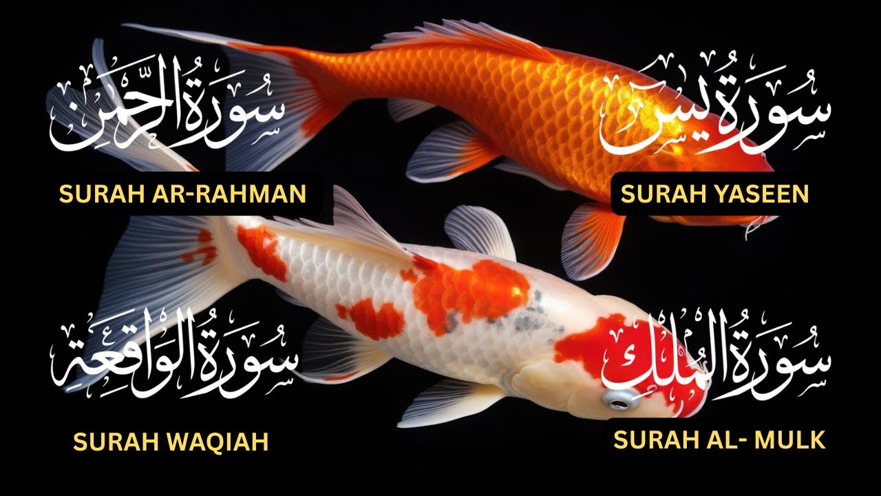 Surah Yaseen♥️, Surah Rahman♥️, Surah Waqiah♥️, Surah Al Mulk♥️| Soothing Quran❤️