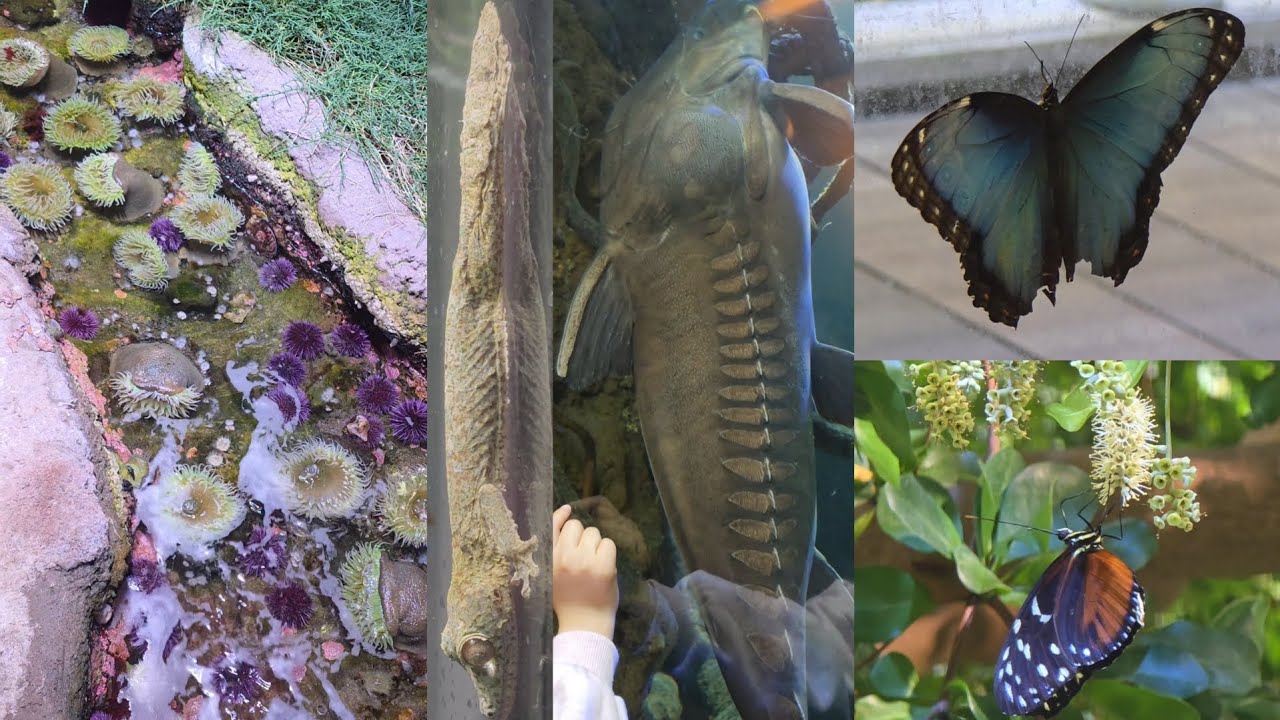 Visiting the California Academy of Sciences with Owen and Kamilah Kamilah Makes a New Friend