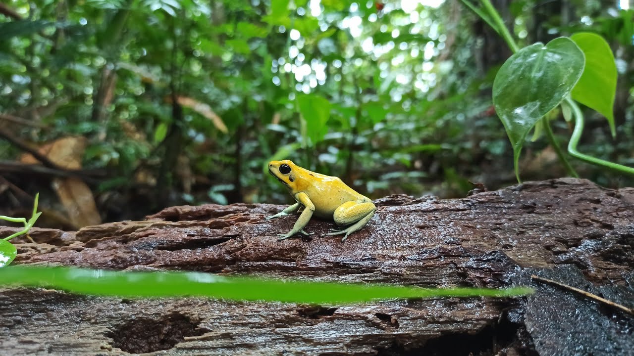 Phyllobates terribilis in situ (