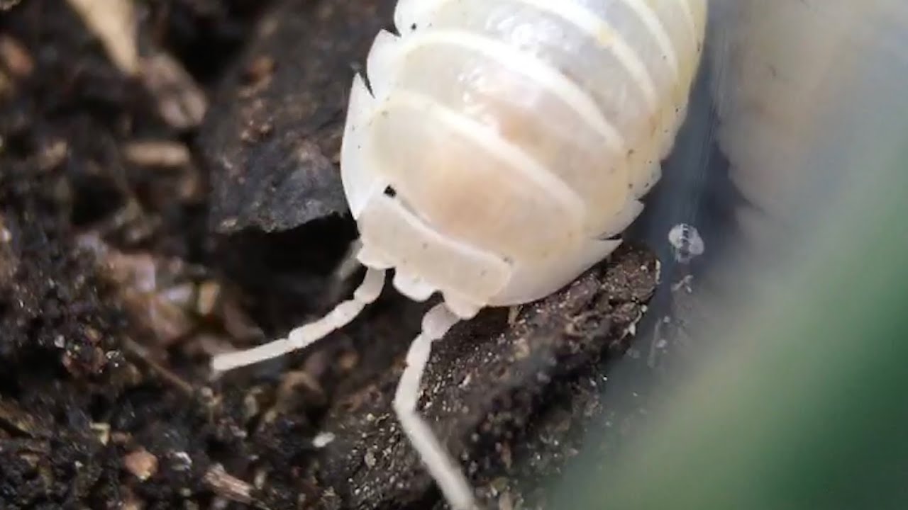 Armadillidium nasatum Isopod Care Guide
