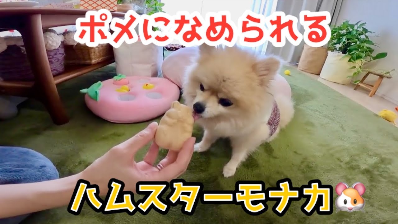 ポメになめられるハムスターモナカ