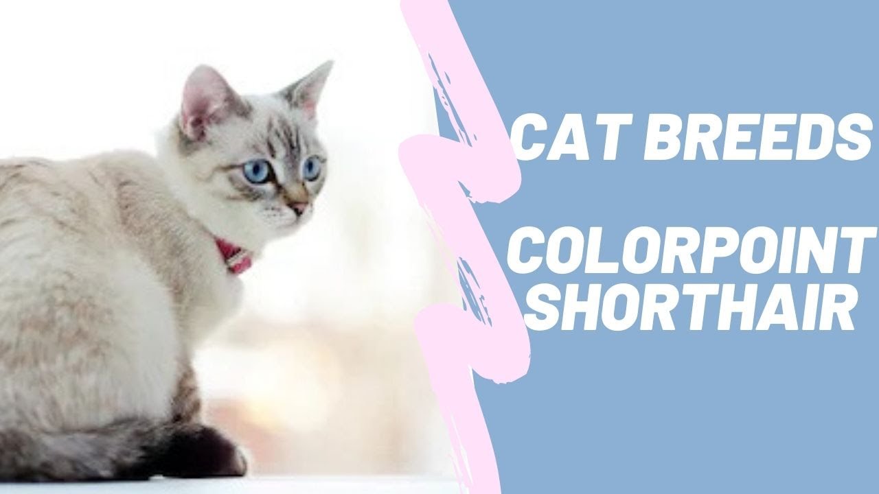 COLORPOINT SHORTHAIR - CAT BREEDS