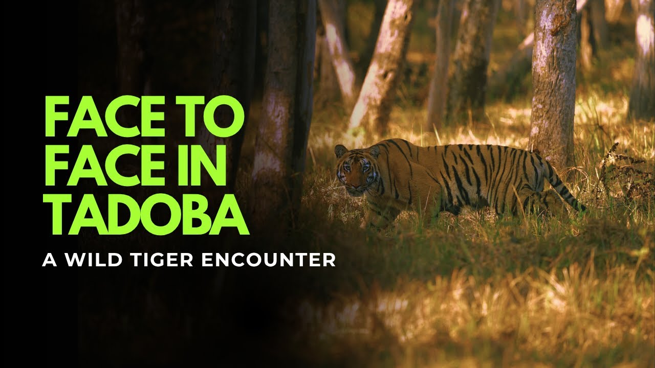 Tiger Blocks Our Path 😱 | Insane Tadoba Close Encounter | Tadoba Jungle Safari