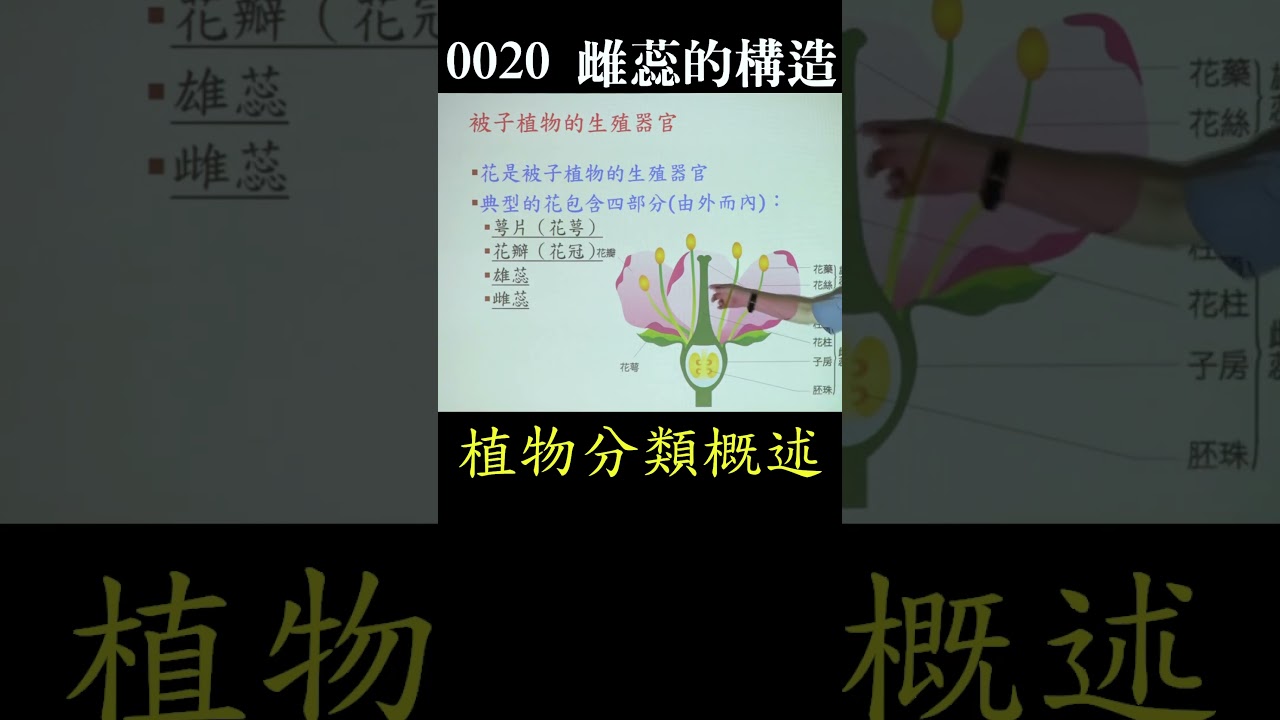 選修生物 II Shorts 0020 雌蕊的構造 花柱 柱頭 子房 胚珠  被子植物 植物分類概述 植物體的構造與功能 101 植物分類簡 第二章 #潘彥宏 #科普作家 #生物老師 #金頭腦