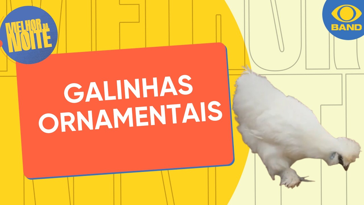 As charmosas galinhas ornamentais: exóticas e criadas como pets | Melhor da Noite