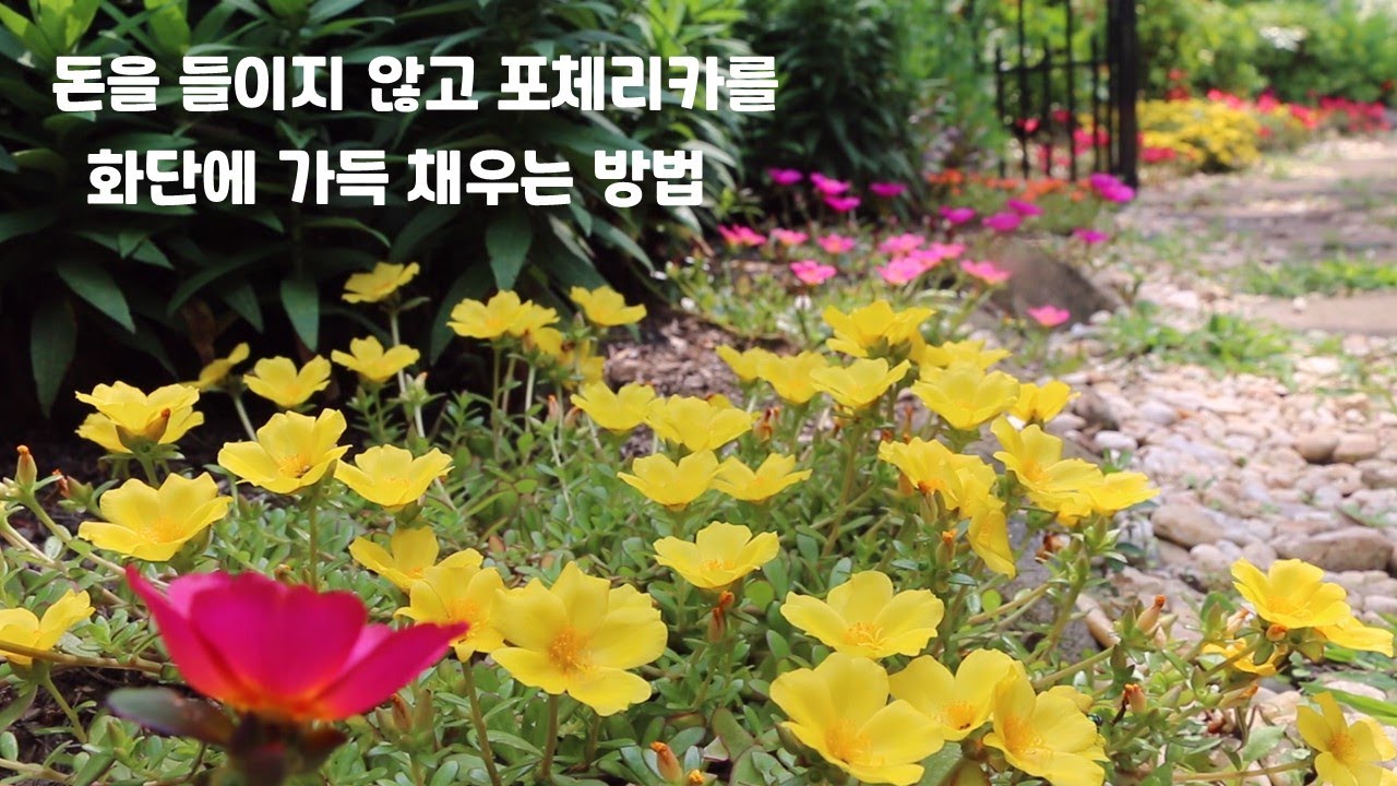 돈을 들이지 않고  비름채송화(포체리카)를 화단에 가득 채우는 방법