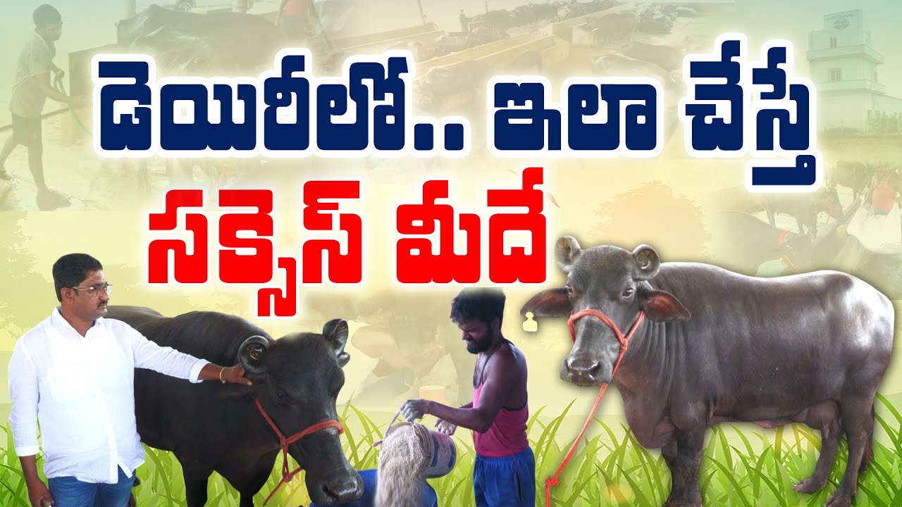 #ముర్రాతో లాభాలు గ్యారెంటీ | #dairyfarming  | Venkateswarlu #livestockfarming