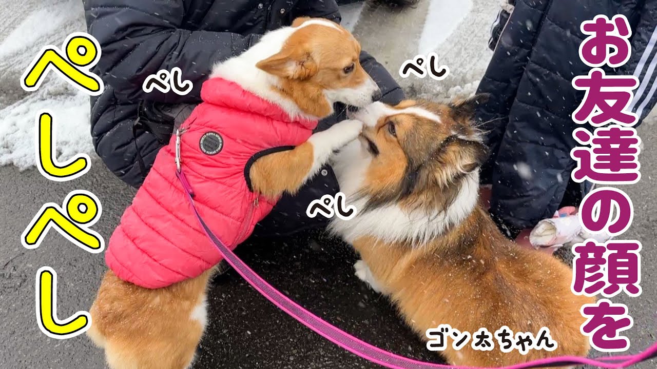 手でペシペシしてやめてと訴えるコーギー