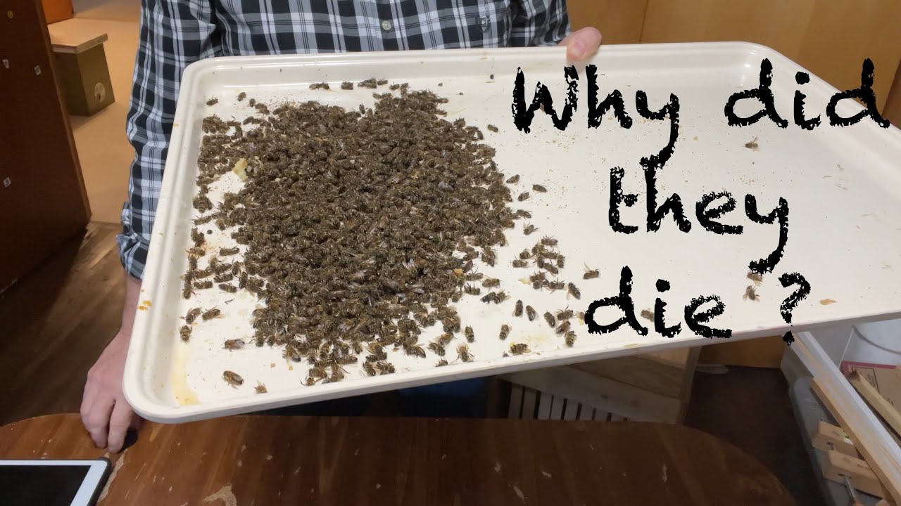 Autopsy on dead out hives ￼#honeybees #beekeeping