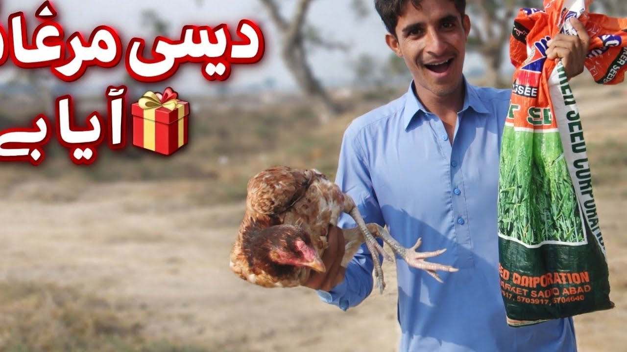Aaj Desi Murghiyon ka Zabardast Gift Mila
