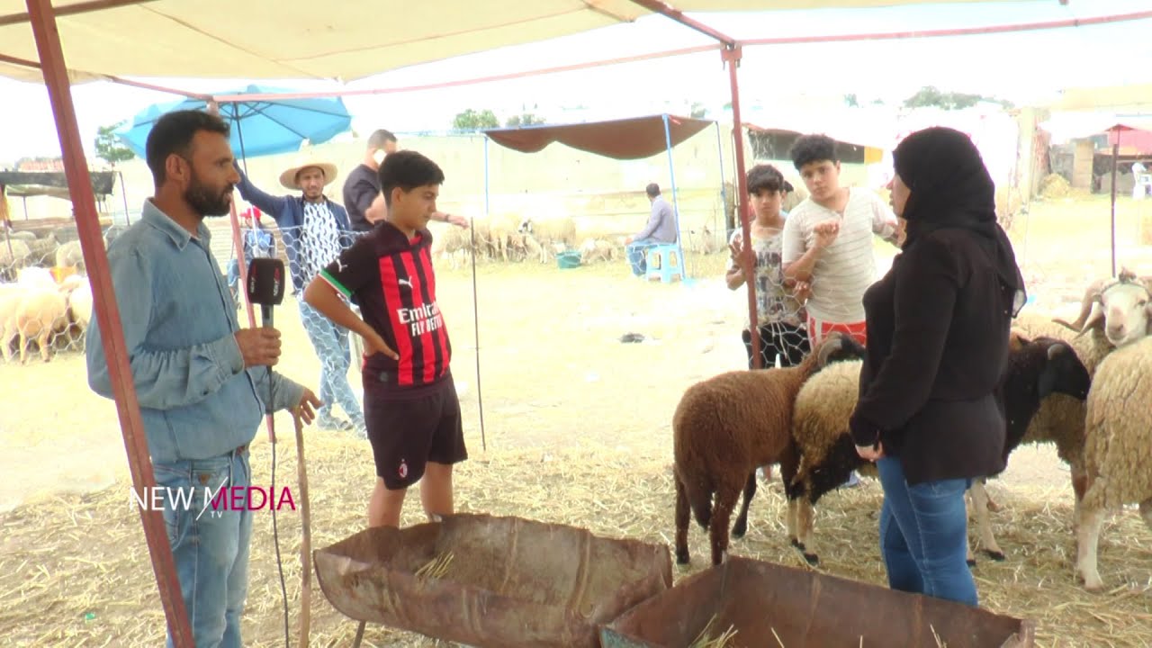 أسعار الخرفان مرتفعة ..المواطن  يحب يشري علوش 900 د ب 500 د والفلاح رافض .. ما يخلصوش🐑