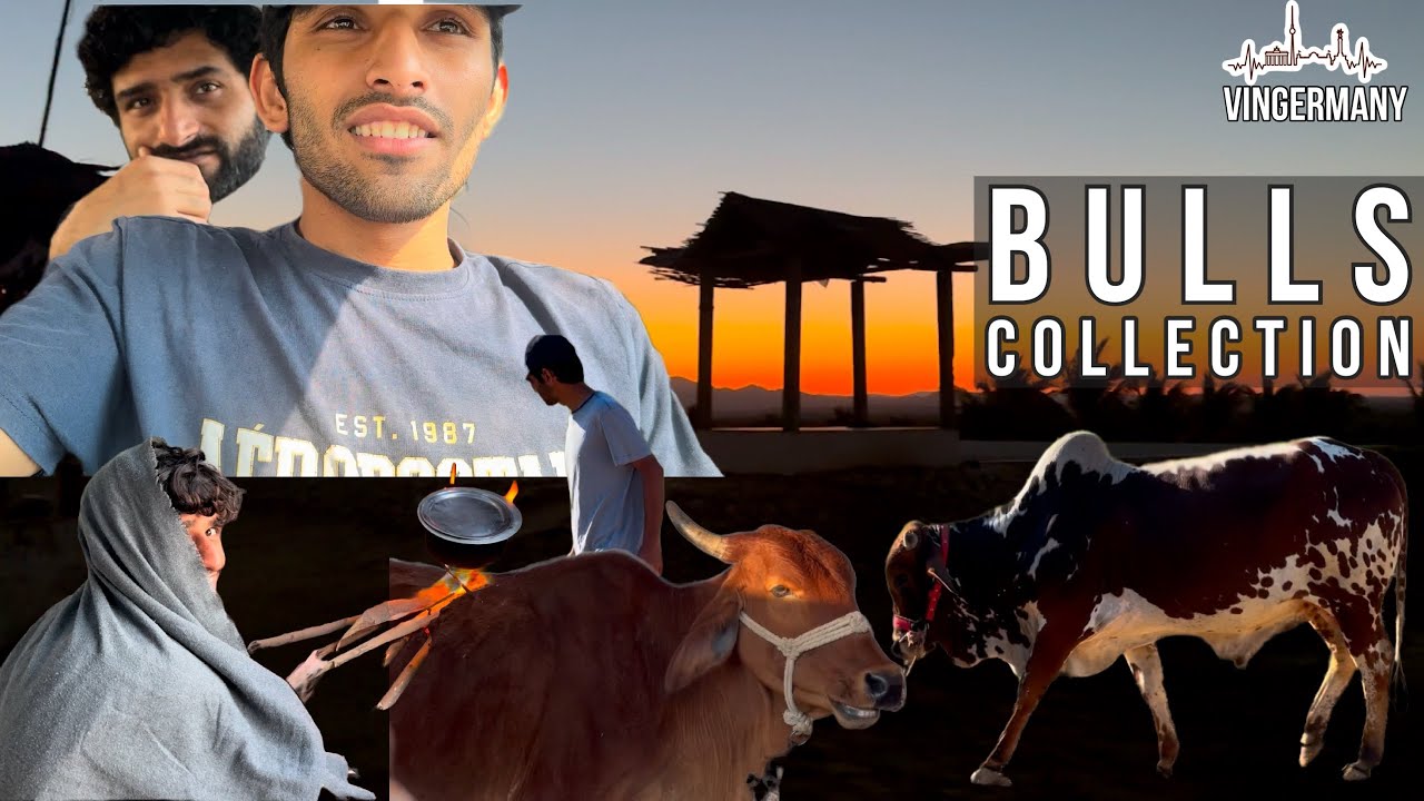 Our Bulls Collections 🐂 | sakk a Sill a bachika 🤣