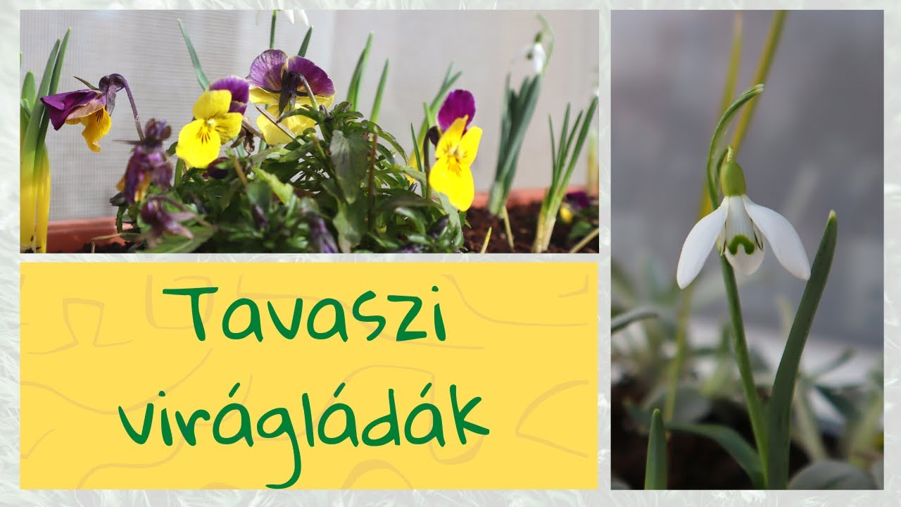 Egyszerű tavaszi virágládák - ültetés azokkal a növényekkel, amit a kertben találtam...