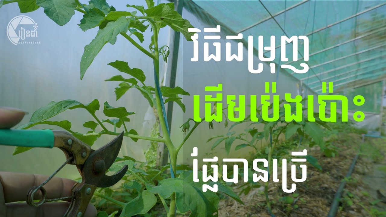 How to Grow Tomato Plant from a Cutting/វិធីជម្រុញដេីមប៉េងប៉ោះកាន់ផ្លែច្រេីន