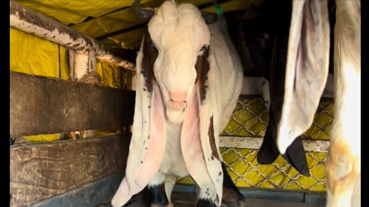 Kota bakra mandi rajasthan goat market live updet cover with price 13th December 2025