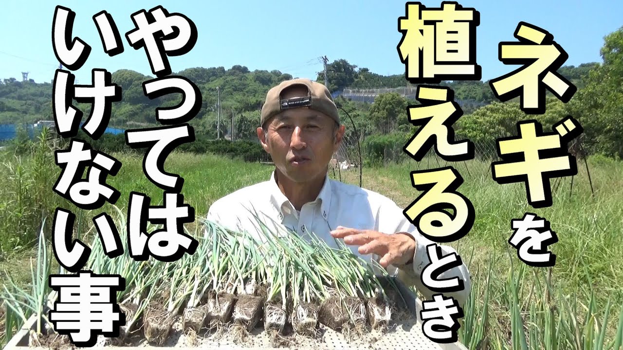 【自然農】ネギを植えるとき　やってはいけない事　2023年6月16日【natural farming】